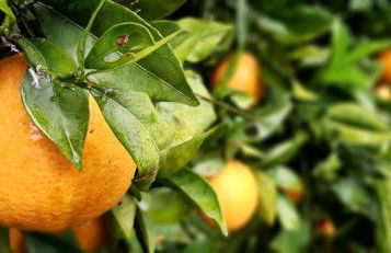 Yuccasa - Small Glamping Camping & Studio's - Foto 57