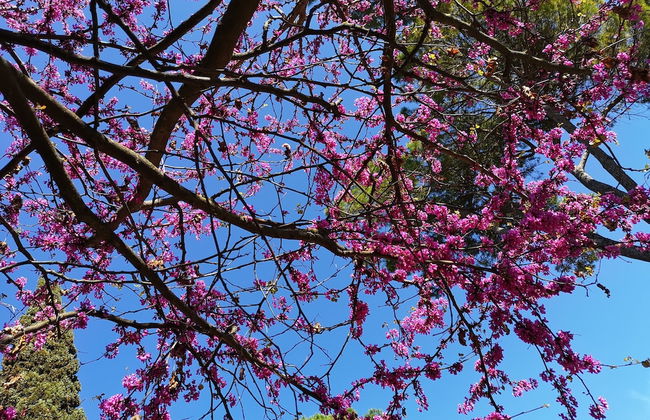 Villa al Piano - Photo 17