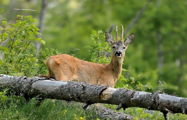 House in Hunzebergen Near Forest Trails - Foto 42