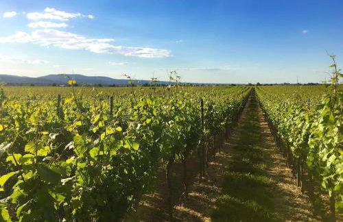 Unter den Reben - Foto 15