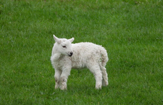 Beautiful, Private Farm Cottage in Anglesey - Foto 20