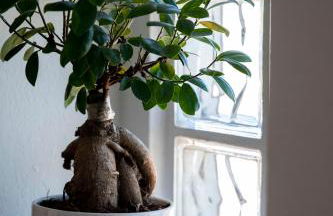 Monica's Guesthouse - Foto 9