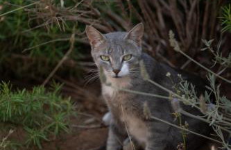 Agrilia Koromili Retreat - Foto 33