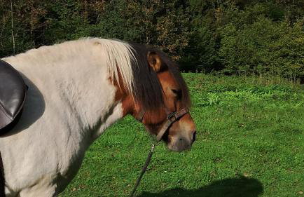 Leśna Kopuła - Foto 34