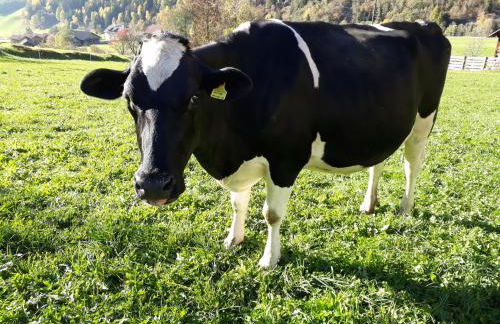 Unterreinischhof - Foto 38