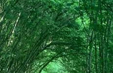 Dolcevita - Photo 64