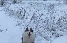 Zagroda w Puszczy - Photo 50