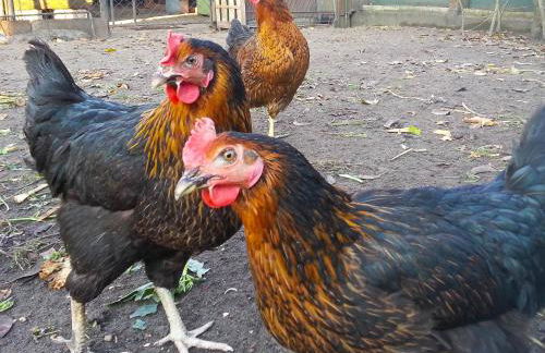 An der Hainmühle - Foto 38