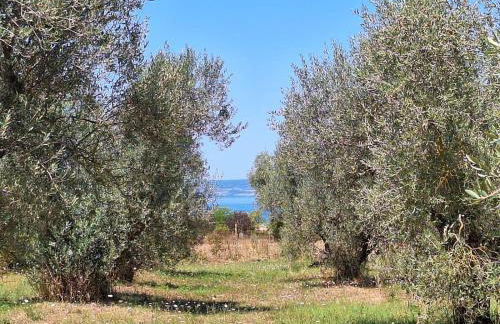 Terre di Cornossa - Foto 7