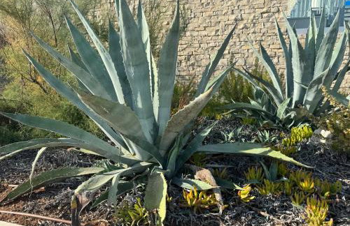 Brisa Wellness Apartments - clothing optional, DFK, FKK in may, june, september - Foto 38