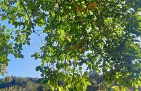 Βίλα Αρμονία Ορεινή Κορινθία - Foto 54