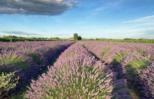 A l Aube du Midi - Foto 77