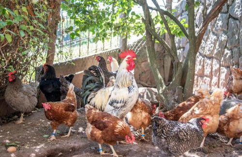 Furnerhof Apt Stearnzauber - Foto 26