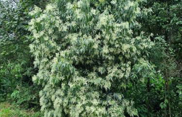 Sítio com Casa de Madeira com 2 quartos 100m2 px Centro de Salesópolis - Foto 37