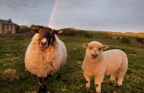 Walnut Cottage - Foto 34