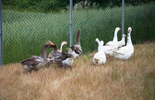 Agriturismo Il Borgo - Foto 33