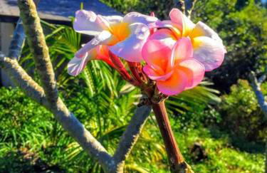 Private wrap around Lani Oasis with ocean view - Foto 21