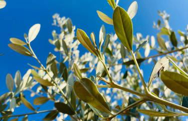 Le Miromar - Foto 63