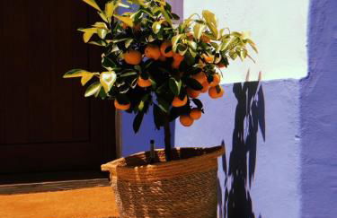 Monte do Pomar - Foto 26