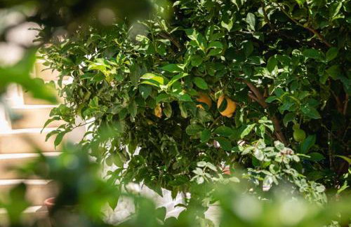 Alexandra's garden - Photo 15