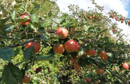 Bauernhof Sesterhenn - Foto 32