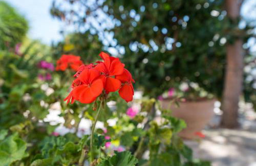 Dekem Residence - Foto 20