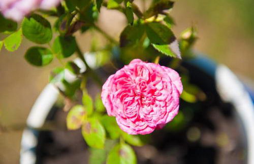 OLIVES Estate APARTMENTS Grande - Foto 31