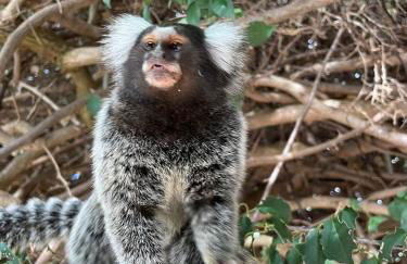 EcoPousada Pico do Jabre - Photo 35