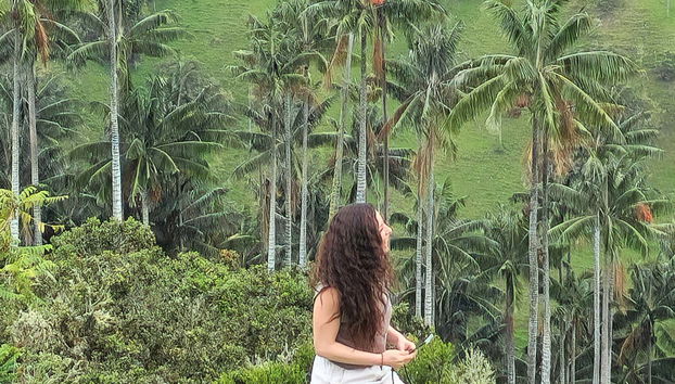 Contemplez les palmiers de cire