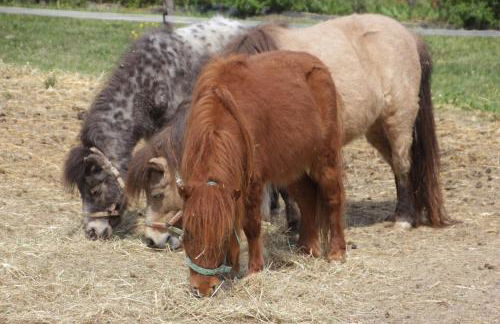 Fattoria Belvedere - Foto 16