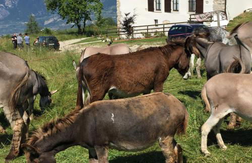 Trentino in malga: Malga Zanga - Foto 81
