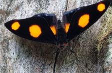 Memora Guesthouse Bateias - Casa Inteira e quartos em chácara - Photo 15