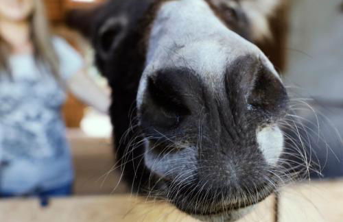 Ferienhof am Ipf - Foto 8