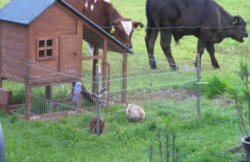 Eifelferienkurth - Photo 56