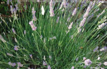 Apartments Marica - Foto 32