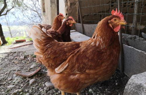 Agriturismo Cella di Montalto Pavese - Photo 30