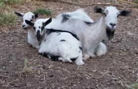 Agriturismo PETRA LUCANA - Photo 50