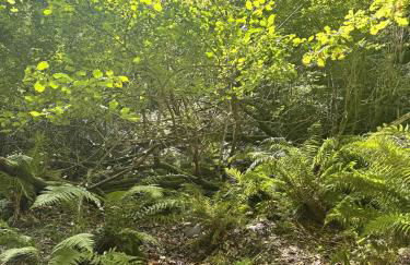 Robin Cabin with hot tub - Foto 40