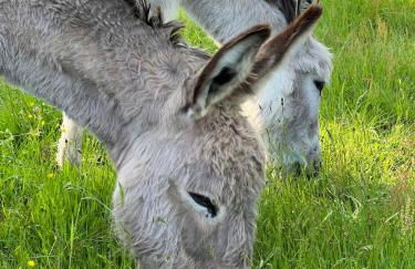 Lac de Vassivière Petite maison à proximité - Foto 8