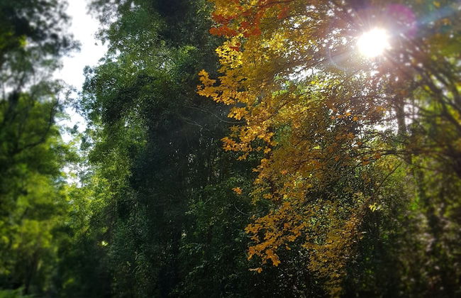 Carawirry Forest Escape - Foto 66