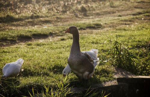 Corte Mainolda - Foto 96