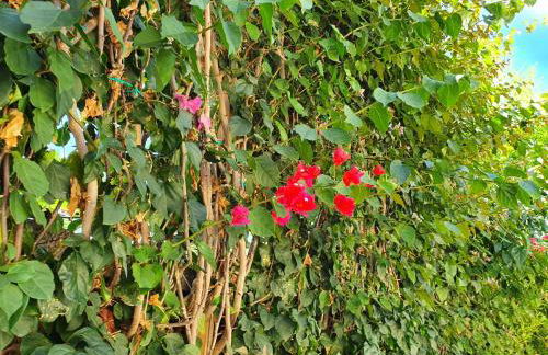 Exclusive Luxury Villa in Forio - Foto 51