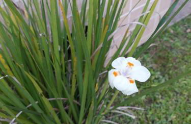 Casa Canto Verde - Foto 61