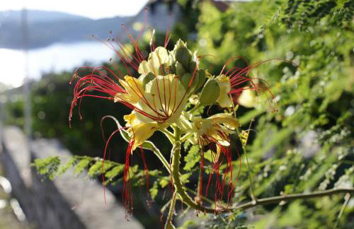 Apartments Solta - Foto 55