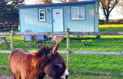 Starry Meadow & Rescued Animal Experiences - Foto 52