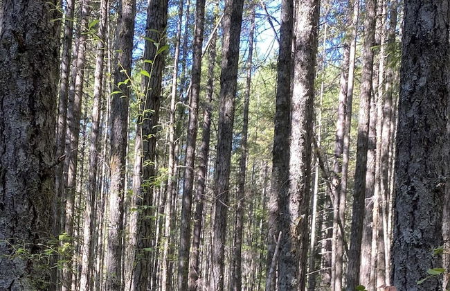 Heartwood Retreats - Foto 54