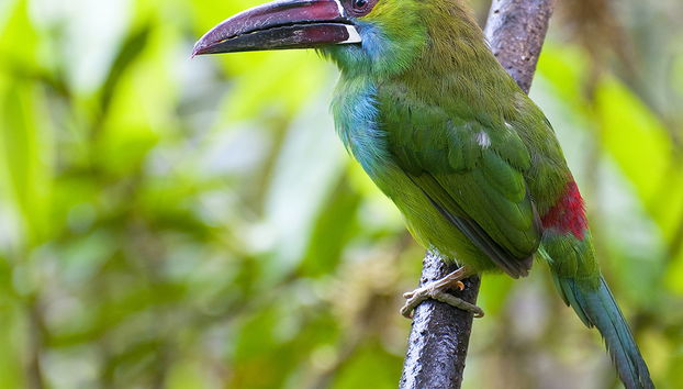 Excursión de un día completo a Mindo - Foto 2