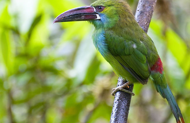 Excursión de un día completo a Mindo - Foto 2