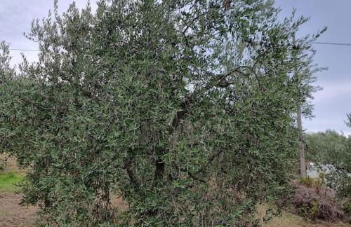 Agriturismo - La capra amaltea - Foto 56