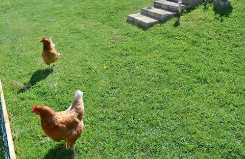 Daisy's Cottage Annexe - 28240 - Photo 11